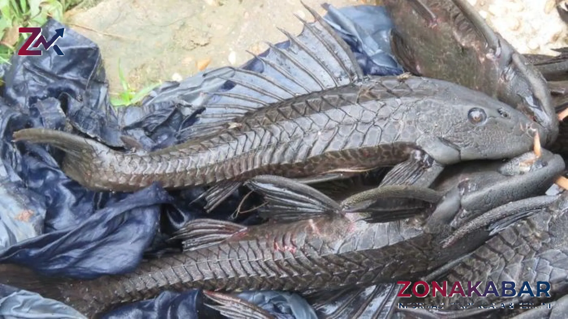 Waspada! Kenali Perbedaan Mencolok Siomay Ikan Sapu-Sapu dan Ikan Tenggiri untuk Kesehatan Anda