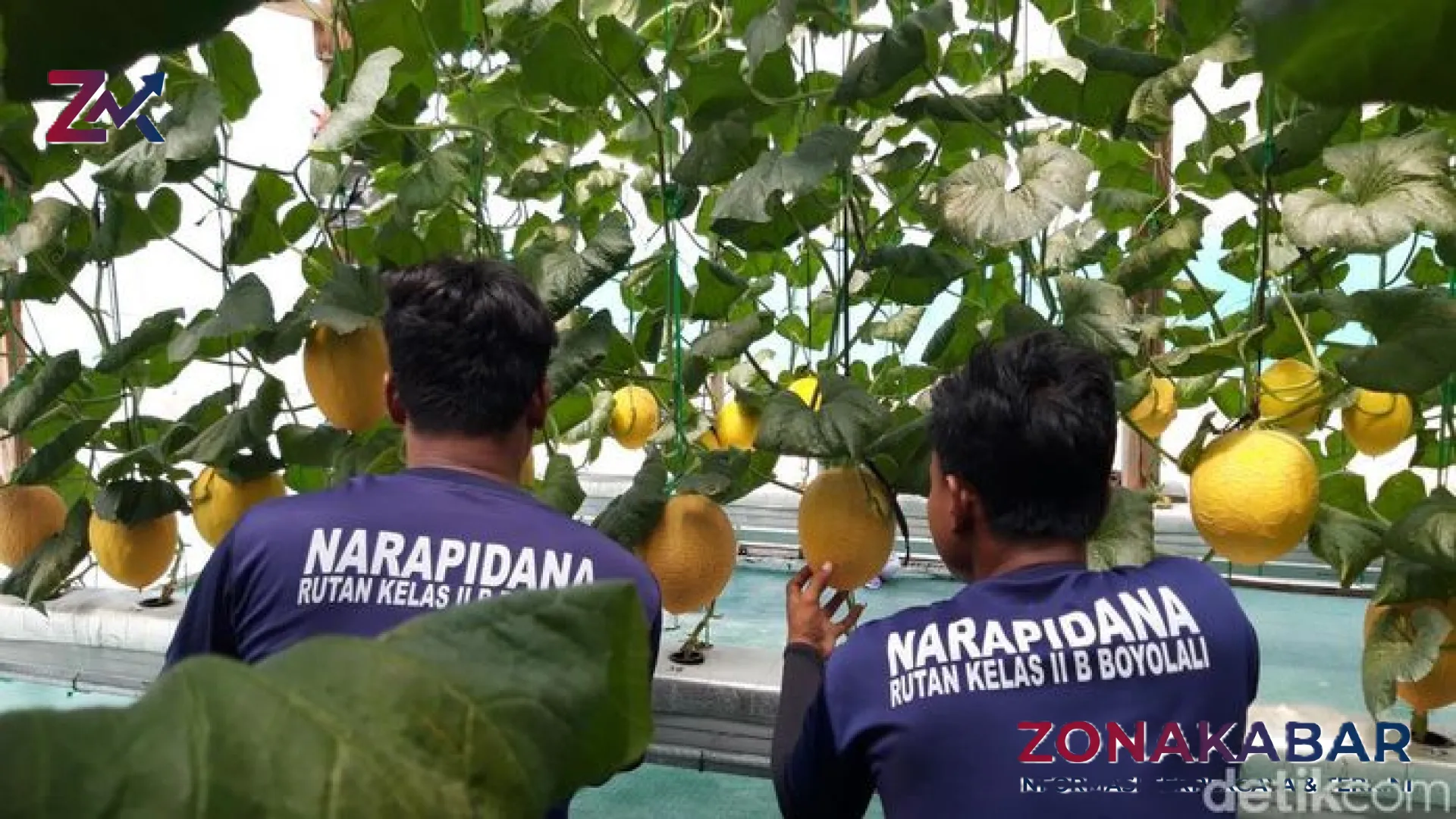 Sensasi Unik Wisata Petik Melon di Balik Jeruji Rutan Boyolali: Inovasi Pemberdayaan yang Mendobrak Stigma