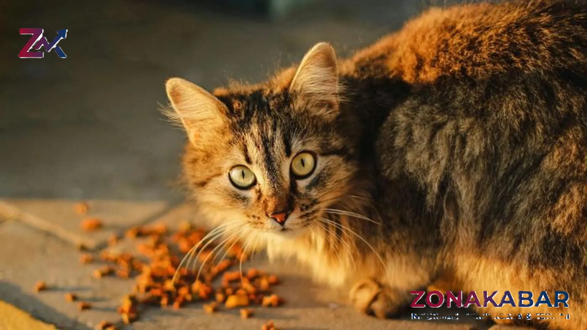 Batas Ketahanan Tubuh Anabul: Berapa Lama Kucing Bisa Bertahan Hidup Tanpa Makan dan Minum?