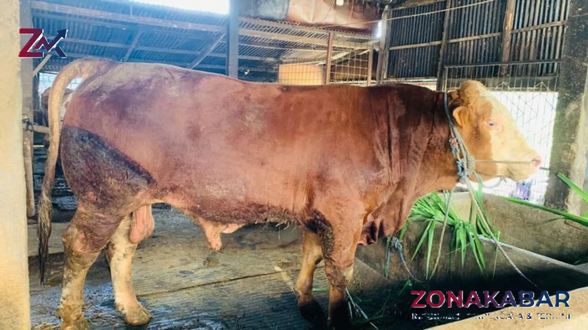 Megah! Sapi Jumbo 1,2 Ton Asal Lamongan Jadi Pilihan Presiden Prabowo Subianto untuk Kurban Iduladha 1447 H
