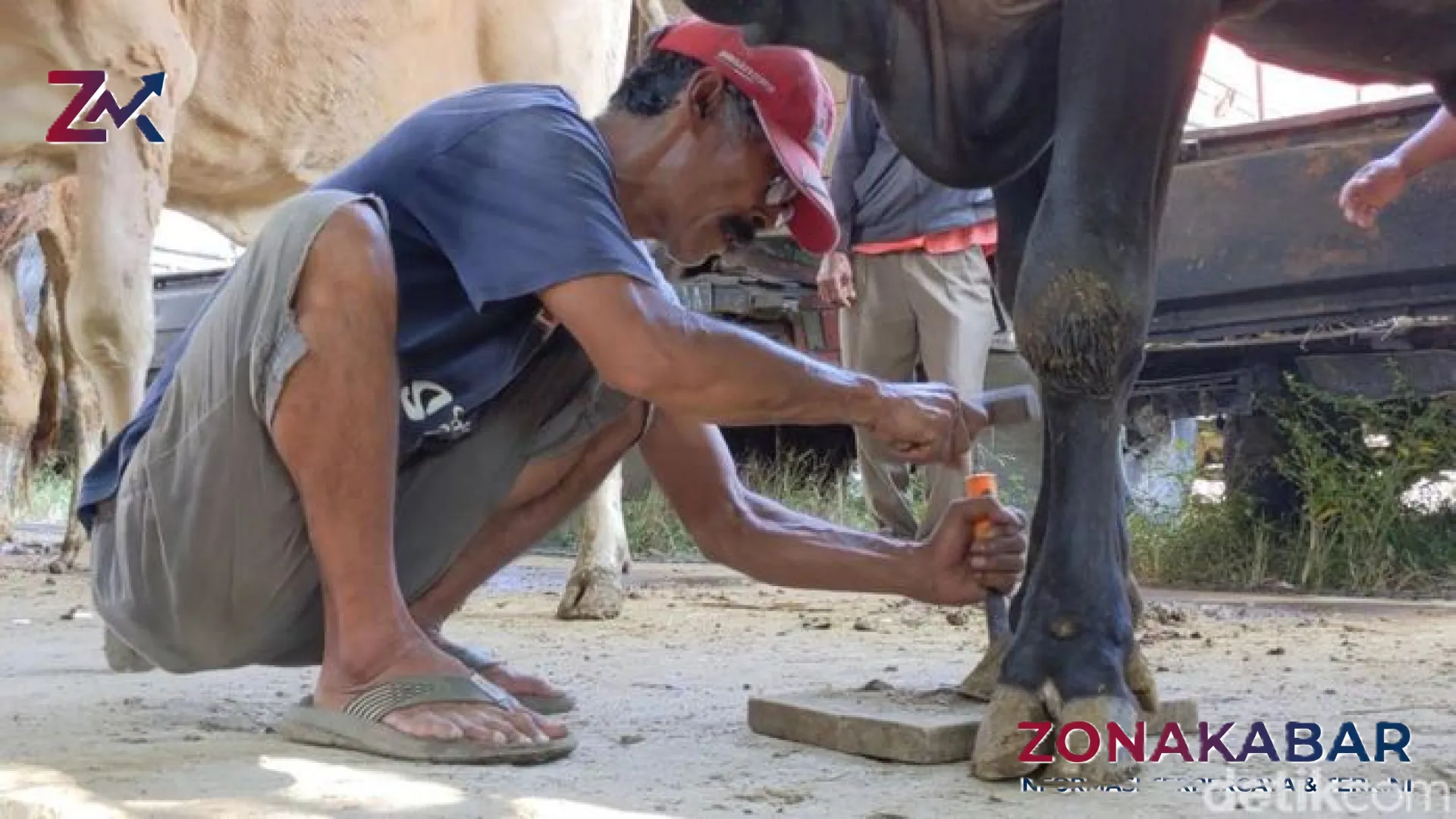 Geliat Bisnis Salon Sapi di Klaten: Mengubah Penampilan Hewan Kurban Demi Nilai Jual Tinggi Menjelang Iduladha