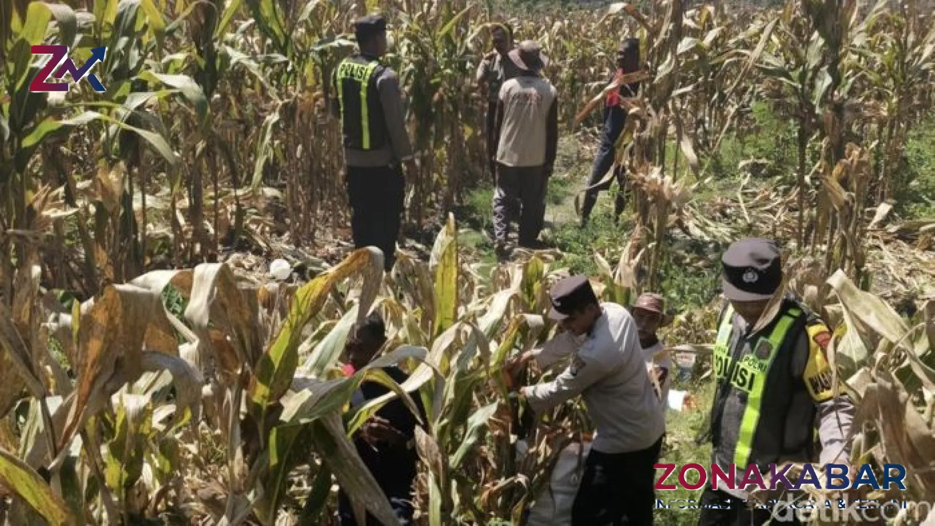 Sinergi Strategis Polres Bojonegoro: Mengawal Ketahanan Pangan dari Hamparan Lahan Jagung Margomulyo