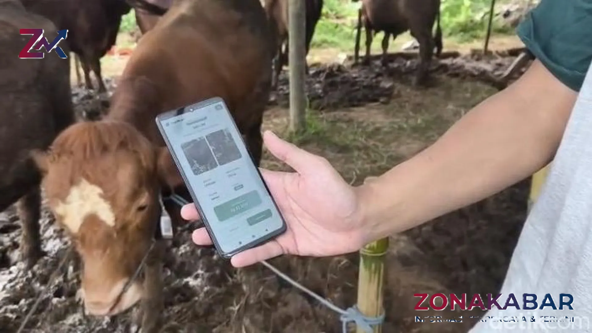 Inovasi Digital di Kandang Sapi: Bagaimana Teknologi AI Mengubah Wajah Penjualan Hewan Kurban di Sukabumi