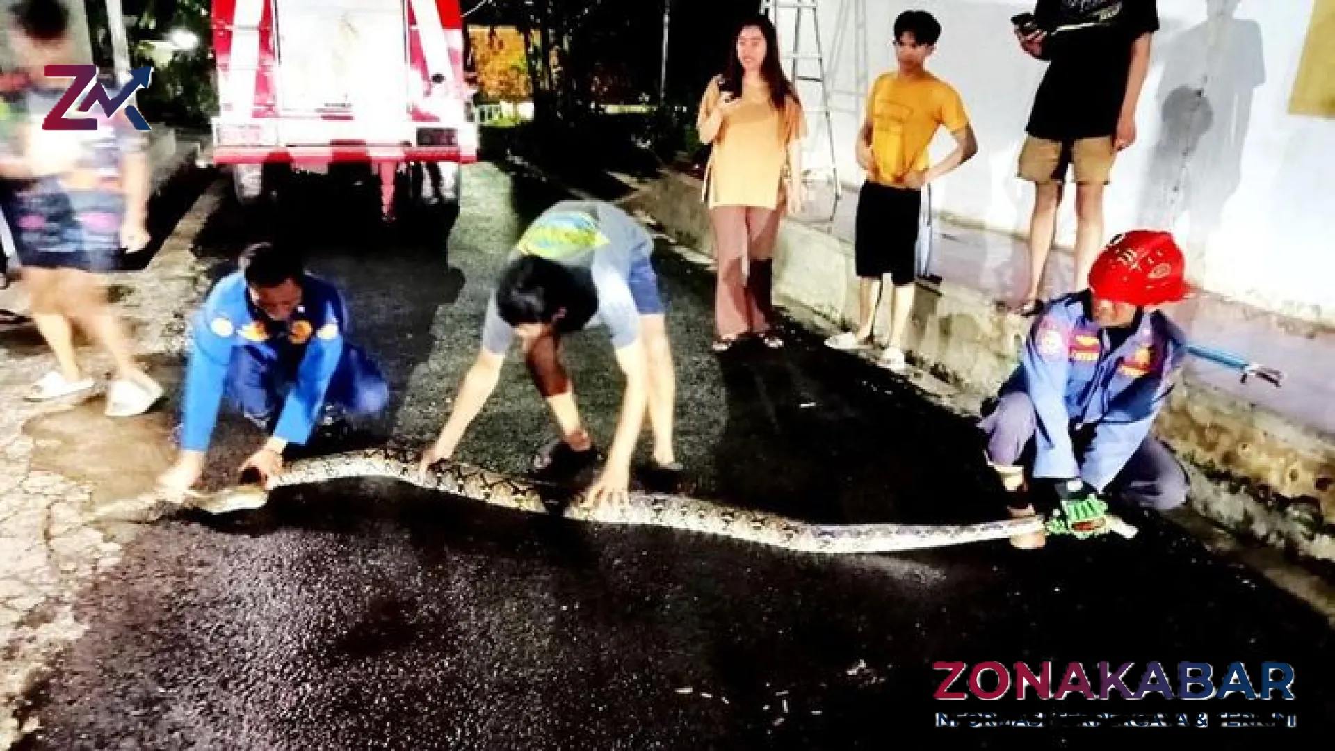 Teror Melata di Handapherang: Ular Sanca Raksasa 3,5 Meter Menyelinap ke Pemukiman Warga Ciamis