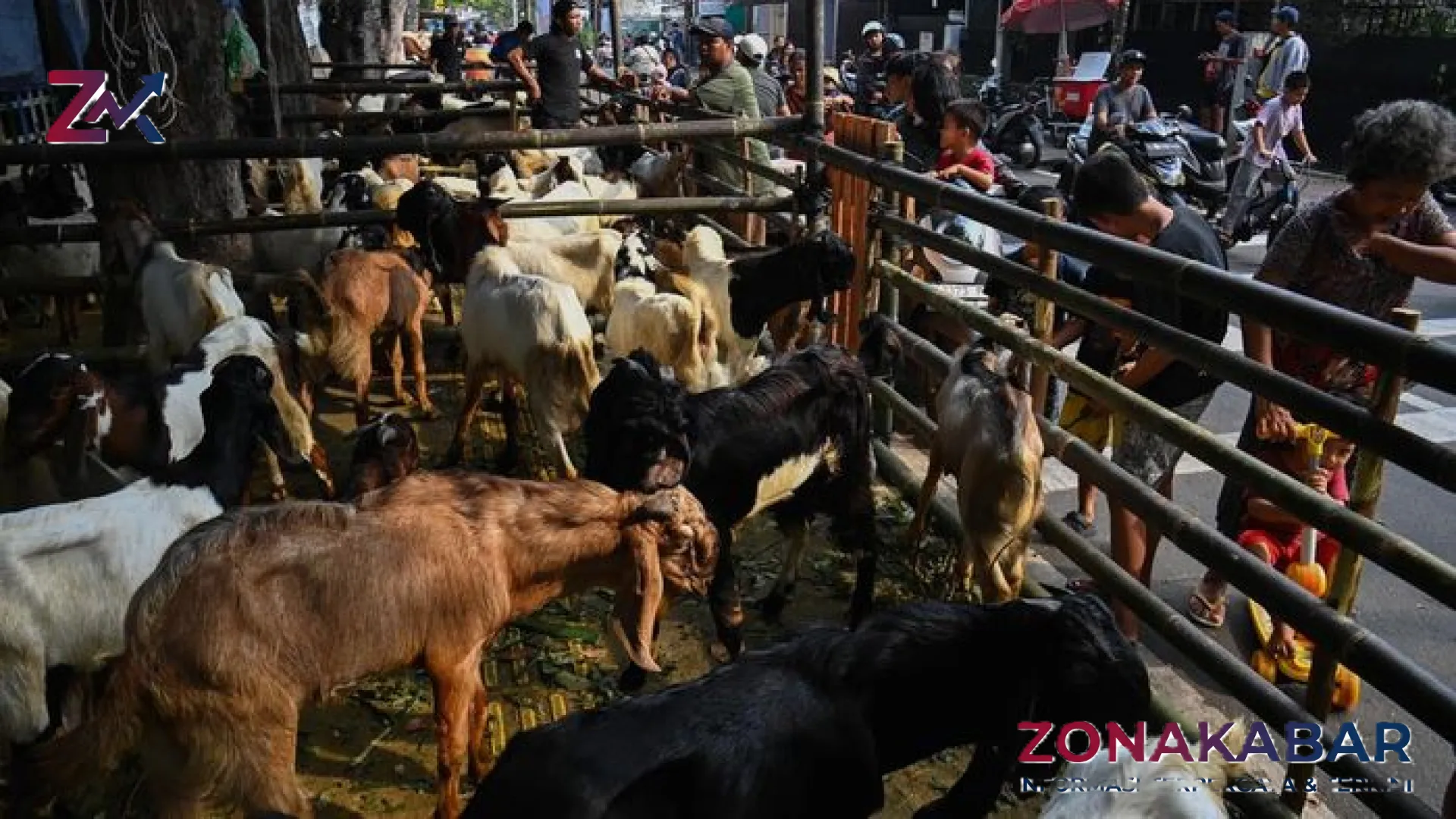 Panduan Lengkap Memilih Hewan Kurban Sesuai Syariat: Rahasia Mencari Sapi dan Kambing Berkualitas