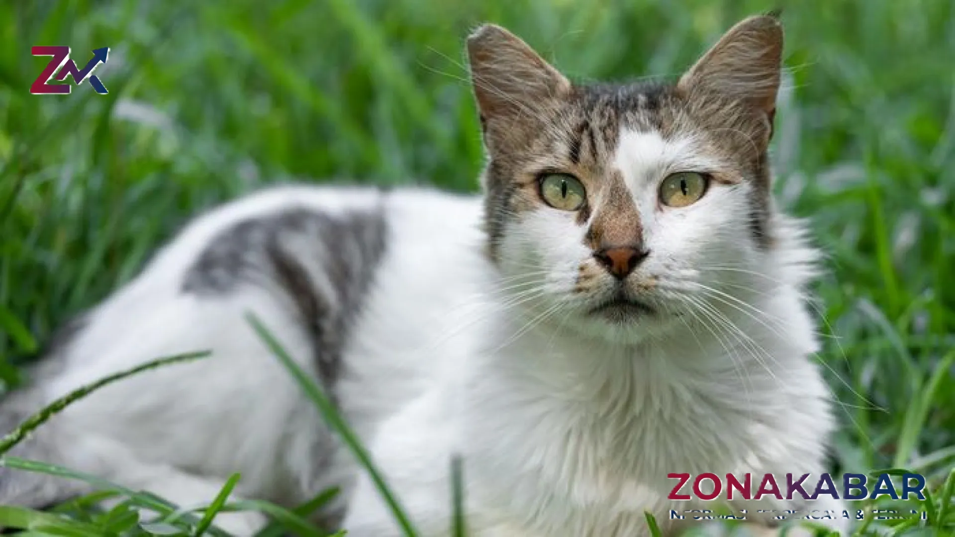 Mengapa Bangkai Kucing Jarang Ditemukan? Menguak Misteri di Balik Perilaku ‘Menghilang’ Saat Ajal Menjemput