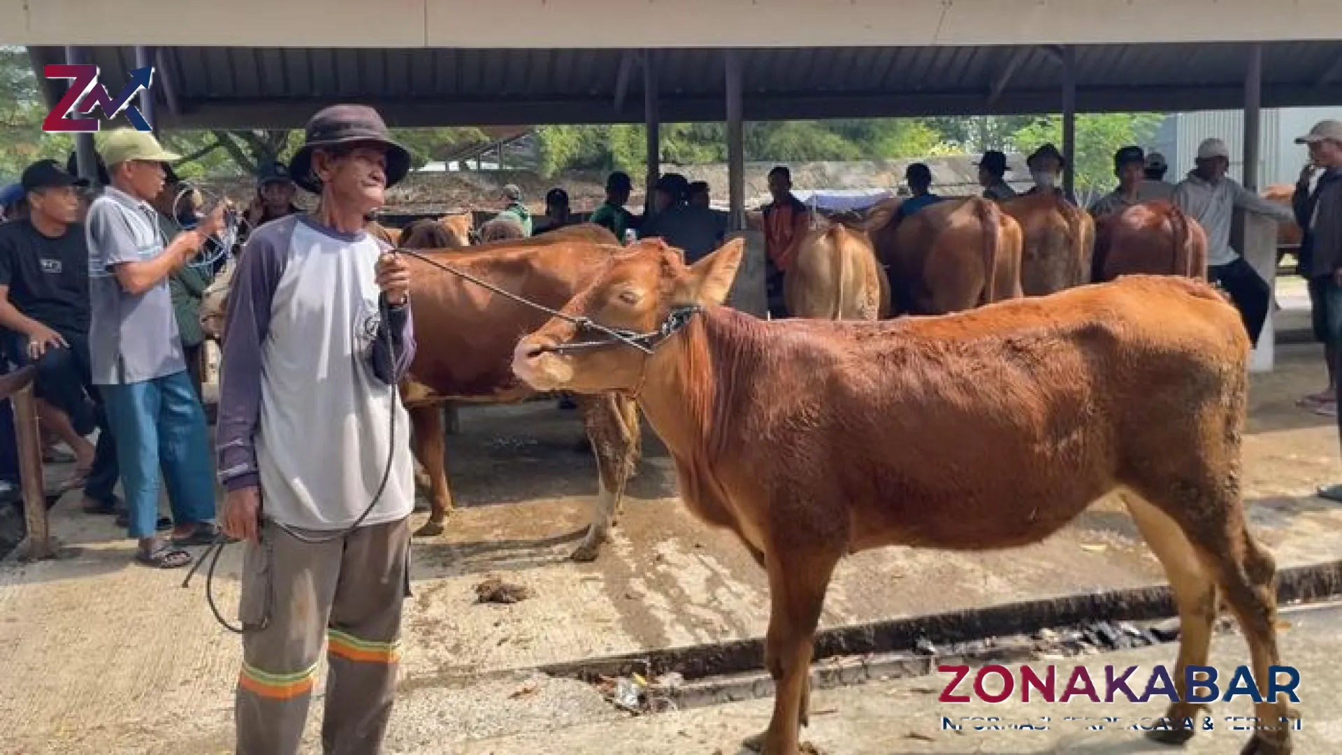 Pasar Hewan Jawa Timur Memanas: Harga Sapi Kurban Melonjak Hingga Rp 3 Juta Jelang Idul Adha 1447 H