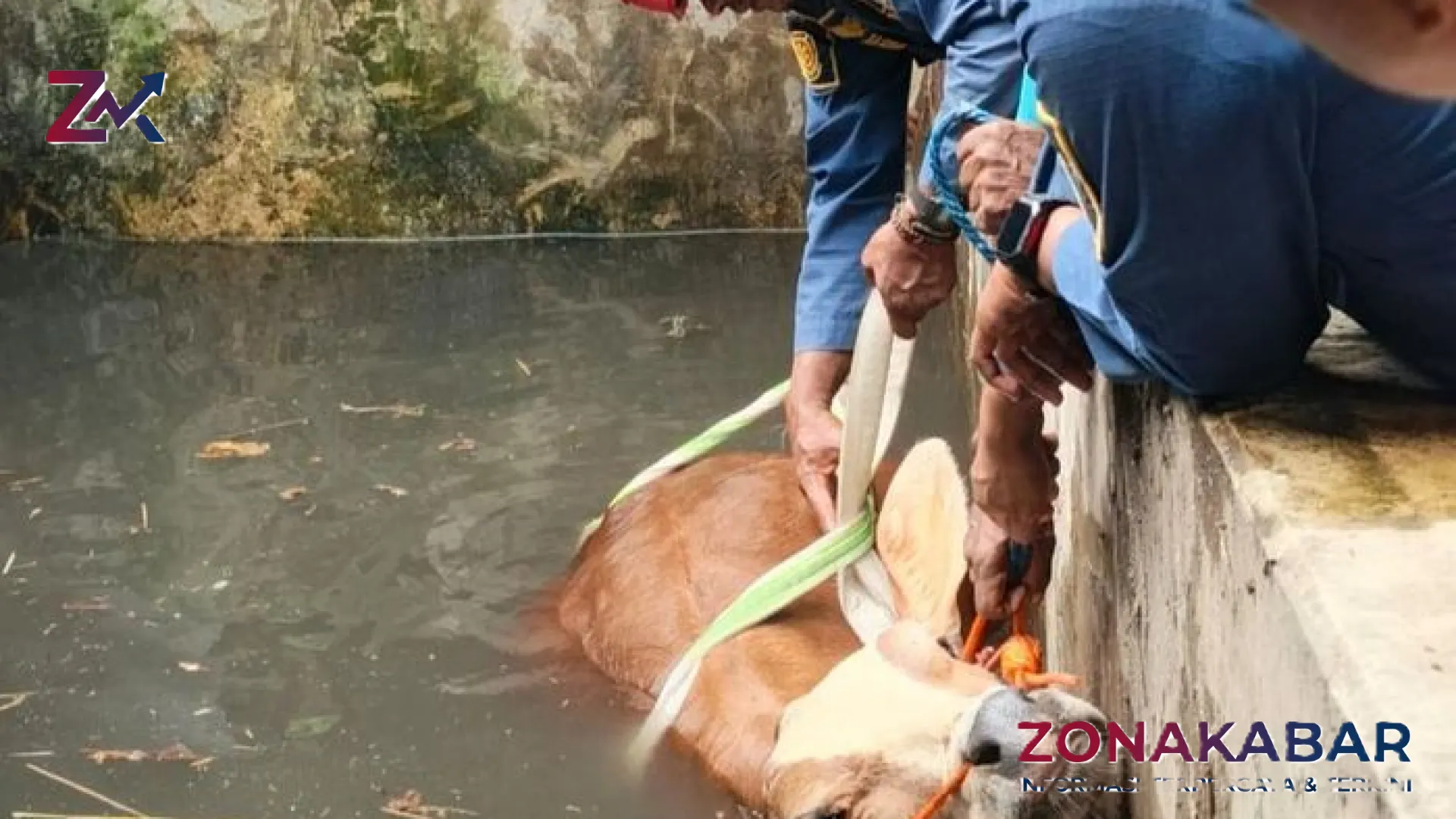 Drama Evakuasi Sapi ‘Giras’ di Klaten: Terperosok ke Bak Sedalam 4 Meter, Damkar Kerahkan 12 Ribu Liter Air