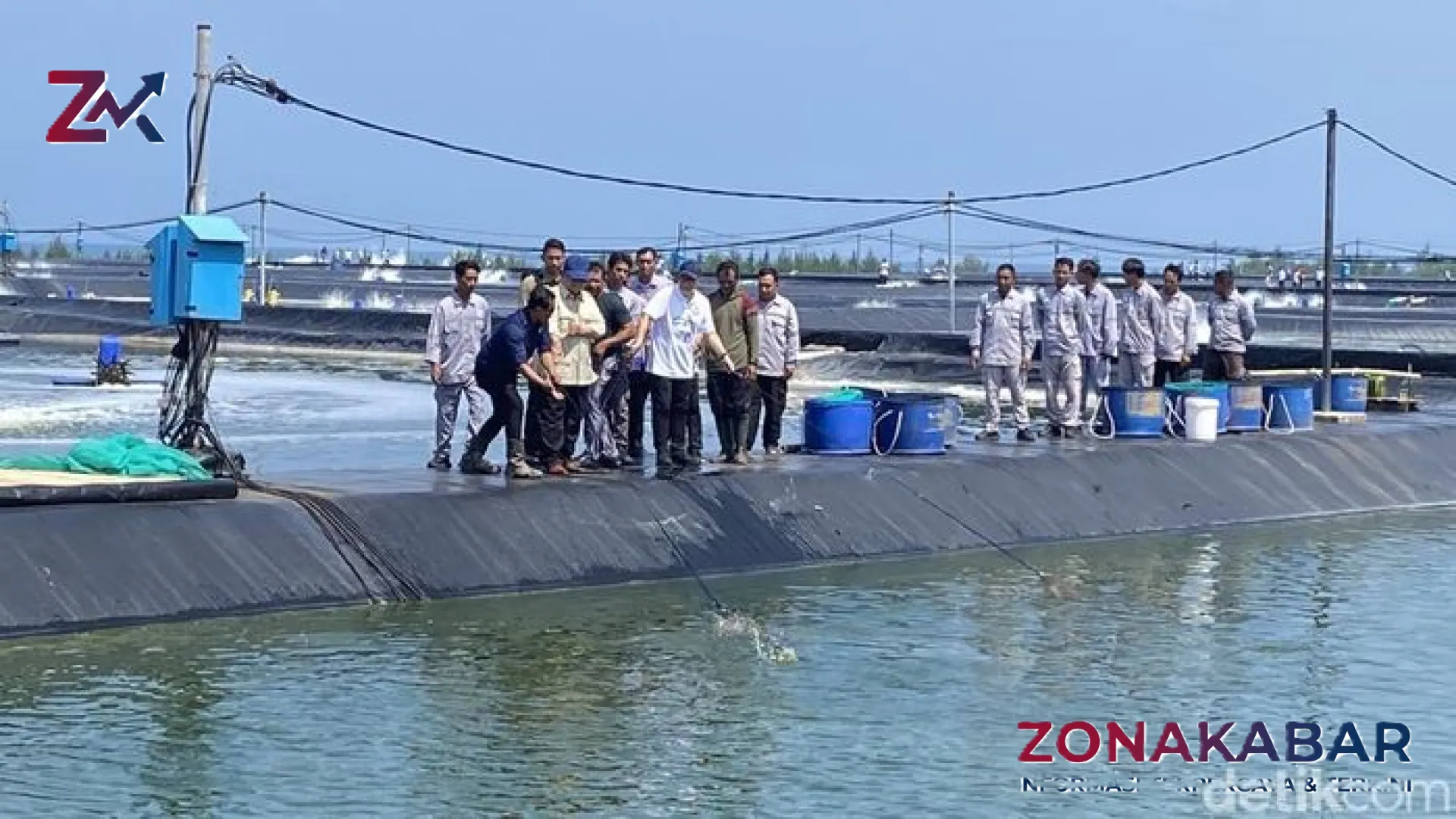 Gebrakan Sektor Kelautan: Presiden Prabowo Pimpin Panen Raya 80 Ton Udang Vaname di Kebumen dengan Standar Global
