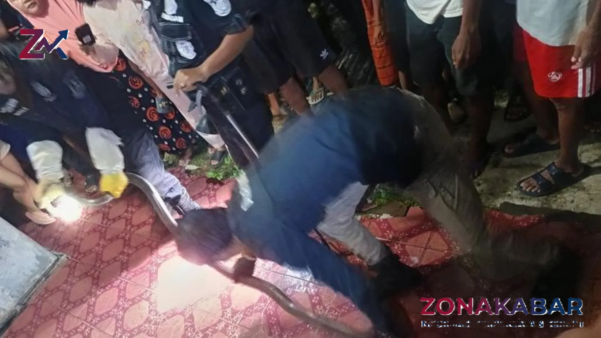 Mencekam! King Cobra 3 Meter Teror Pemukiman di Kuningan, Tim Damkar Berjibaku di Ruang Sempit