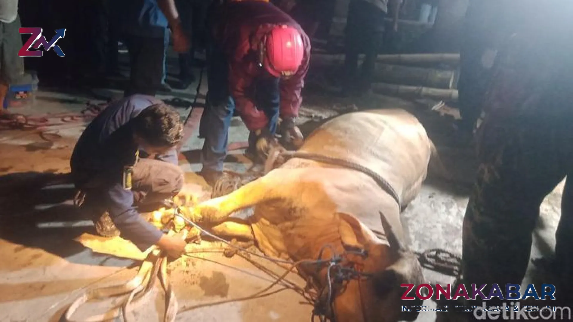 Tragedi Menjelang Idul Adha: Sapi Kurban Senilai 24 Juta Tercebur Sumur di Wonosari Klaten, Evakuasi Berakhir Duka