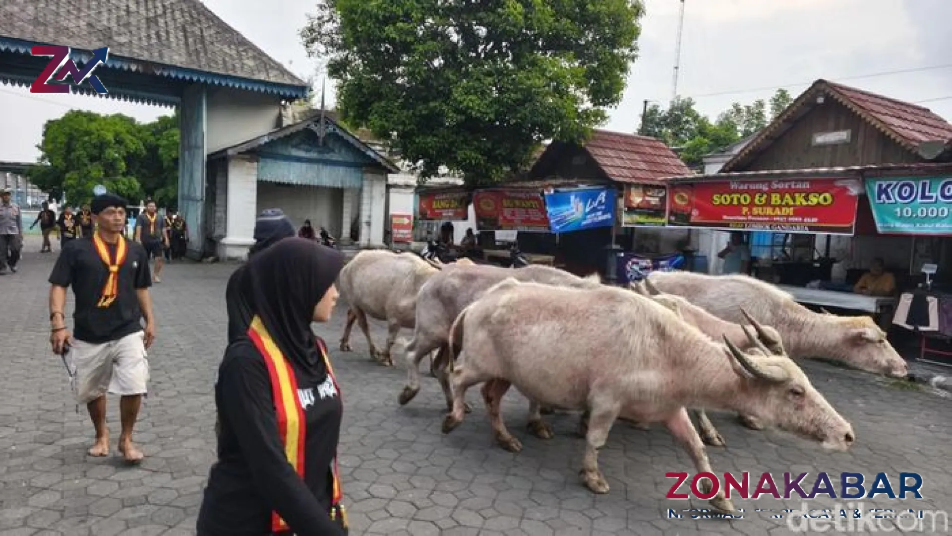 Mistik dan Tradisi: Keraton Solo Gelar Gladi Mahesa, Lepas Lima Kebo Bule Kyai Slamet Jelang Malam 1 Suro