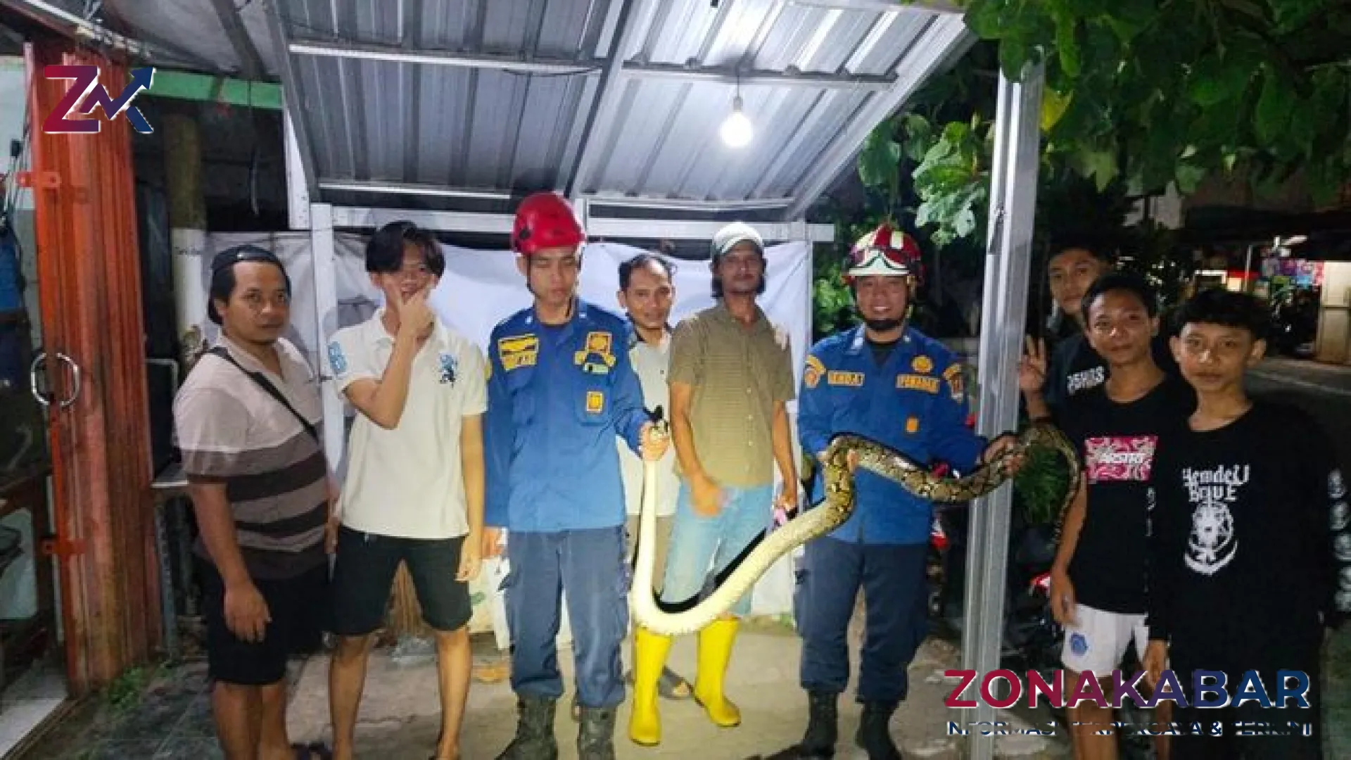 Misteri ‘Polisi Tidur’ Bernyawa: Ular Piton 2 Meter Teror Warung Ayam Goreng di Semarang